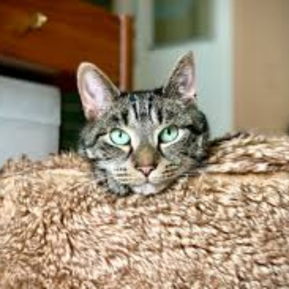 Meet your Posher, Lizzie